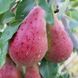 Саджанці Груші Бере Богматко - осіннього терміну, солодка ( 2-х річні ) 2863949118 фото 1