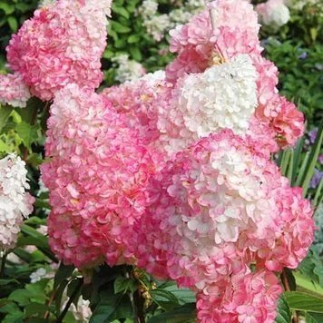 Саджанці Гортензії Пінк Леді 3-річний (Hydrangea paniculata Pink Lady) 2491218340 фото