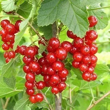Саженцы смородины красной Сахарная - ранняя, крупноплодная (2-х летняя) 2885639404 фото
