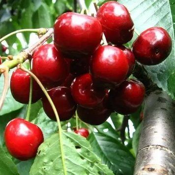 Саженцы Черешни Талисман - среднеспелая, урожайная ( 2-х летние ) 2873925465 фото