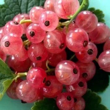 Саженцы смородины розовой Чудесная - ранняя, крупноплодная (2-х летняя) 2885640549 фото