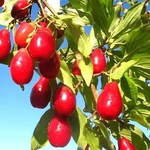 Саджанці Кизилу Семен - пізньостиглий, великоплідний ( 2-х річні ) 2879112114 фото