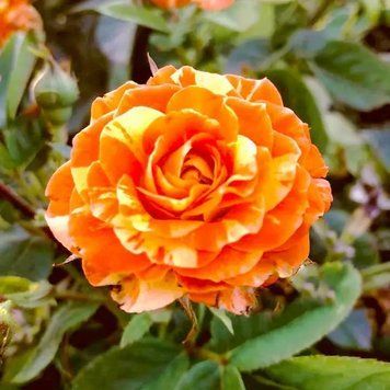 Саженцы бордюрной розы Пинк Оранж (Rose Pink Orange) 2500089879 фото