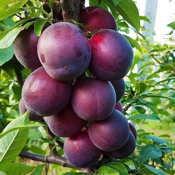 Саженцы Алычи Глобус - среднеспелая, крупноплодная, транспортабельная ( 2-х летние ) 2879869017 фото