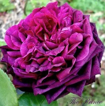 Саженцы английской розы Принц (Rose The Prince) 2497628724 фото