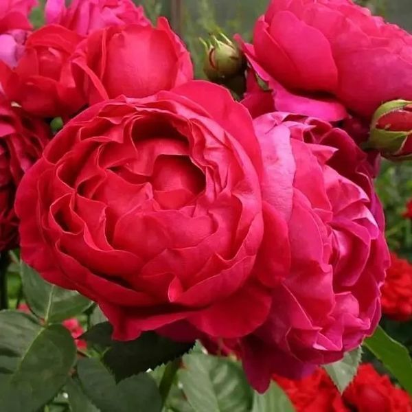 Саженцы розы Аскот (Ascot) - чайно-гибридная 2497359518 фото