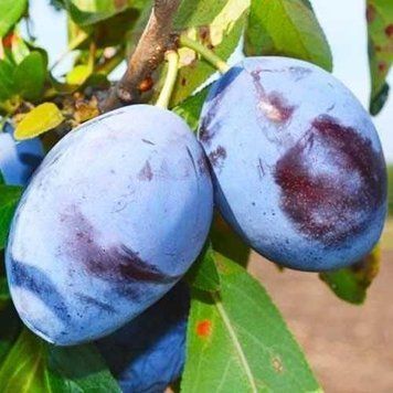 Саджанці Сливи Чачакська Лепотіка - Ранньо-середній сорт, невибаглива, промислова ( 2-х річні ) 2871787510 фото