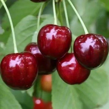 Саженцы Черешни Момент - среднего срока созревания, сочная ( 2-х летние ) 2874835781 фото