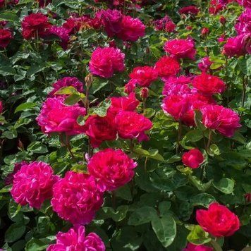 Саженцы английской розы Софи Роуз (Sophy's Rose) 2497634745 фото