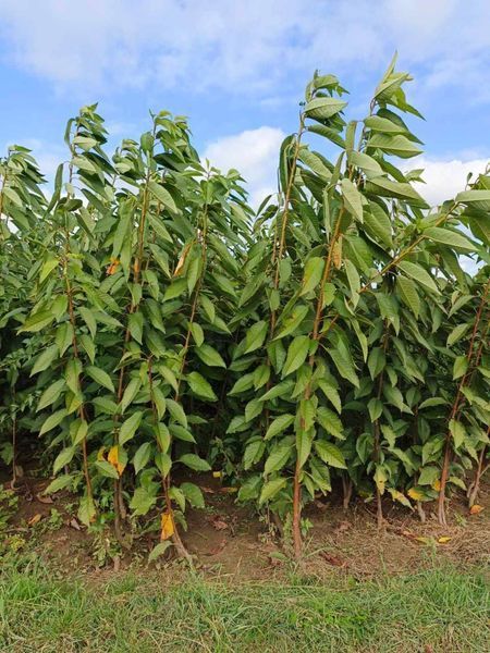 Саженцы Черешни Блек Стар - среднеспелая, крупноплодная ( 2-х летние ) 2874837090 фото