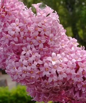 Сирень "Мисс Канада" 2-летняя привитая, высота 80 см. 2491542855 фото