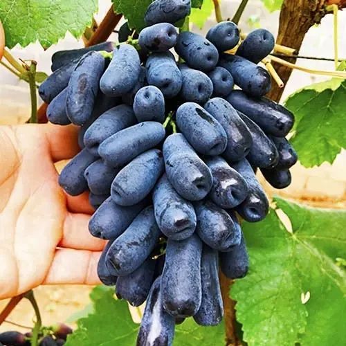 Саджанці Винограду Кишмиш Аватар - середньостиглий 2882309496 фото