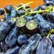 Саджанці Винограду Кишмиш Аватар - середньостиглий 2882309496 фото 4