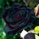Саджанці троянди Блек Баккара (Black Baccara) - чайно-гібридна 2497381259 фото 1