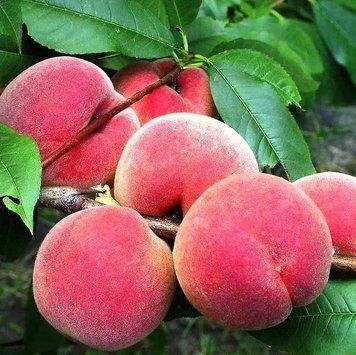 Саженцы Персика Еллоу Пич - ранний, зимостойкий ( 2-х летние ) 2864743956 фото