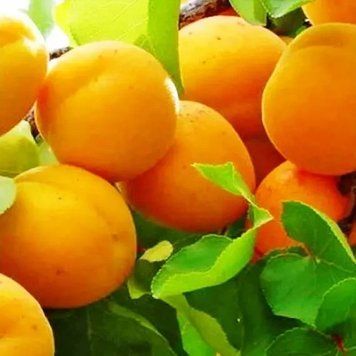 Саженцы абрикоса Шелудько - среднеспелый, урожайный, транспортабельный, неприхотливый ( 2-х летние ) 2869647943 фото