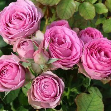 Саджанці спрей троянди Лавандер Лейс (Rose Lavender Lace) 2499970927 фото