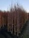 Саженцы абрикоса Сульмона - ананасовый, позднеспелый, неприхотливый, морозостойкий, крупноплодный ( 2-х летние ) 2870304422 фото 5