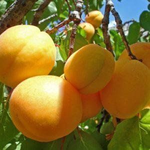 Саженцы абрикоса Пети Мускат (Petit Muscat) - среднепоздний, крупноплодный, неприхотливый ( 2-х летние ) 2869666391 фото