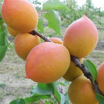 Саженцы абрикоса Леджуна (Lejuna) - среднеспелый сорт, яйцевидный, высокоурожайный ( 2-х летние ) 2869671822 фото