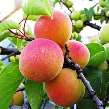 Саженцы абрикоса Красавец Киева - позднеспелый, крупноплодный, транспортабельный ( 2-х летние ) 2870296609 фото