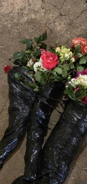 Набір плетистих троянд "Квітуча Арка" 5 шт. ( 1 ) 2769058554 фото