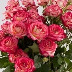 Саджанці спрей троянди Імара (Rose Imara) 2499975369 фото