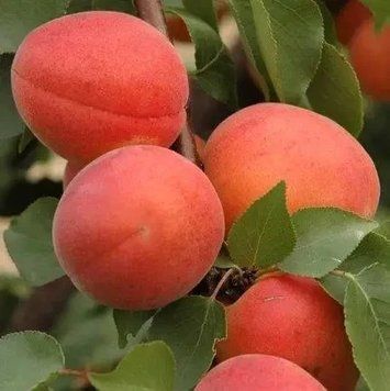 Саженцы абрикоса Фарлис - поздний сорт, высокоурожайный, зимостойкий, транспортабельный ( 2-х летние ) 2870318003 фото